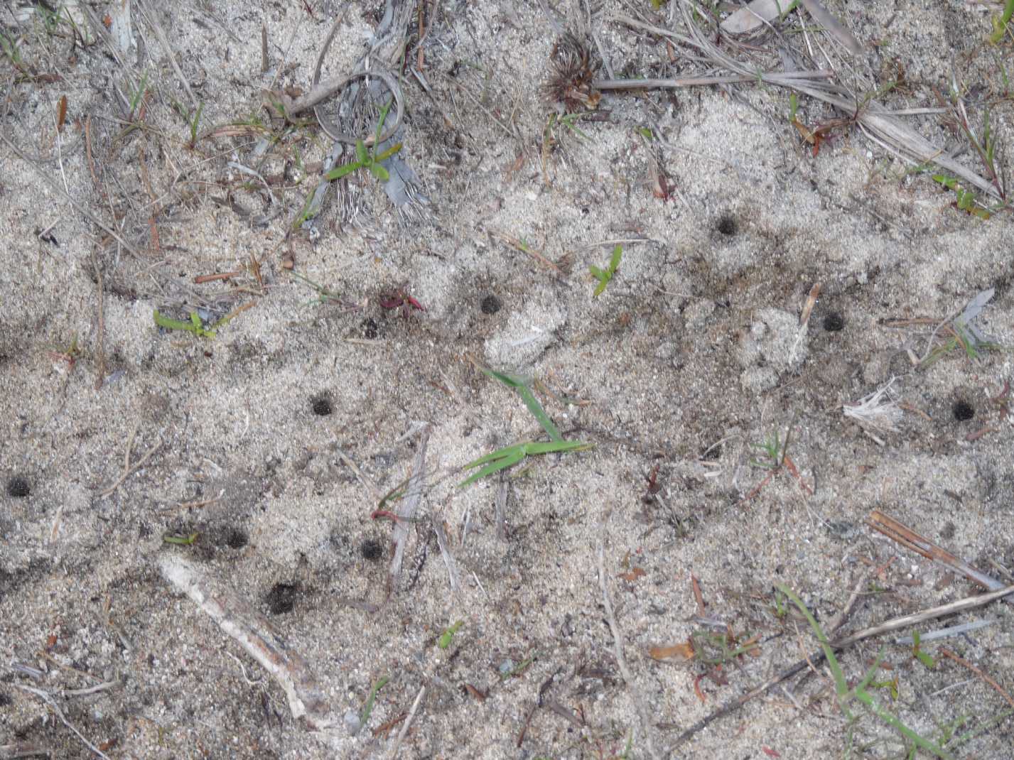 Lophyra flexuosa sardea e Calomera littoralis